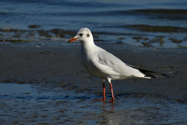 there is a seagull standing in shallow water