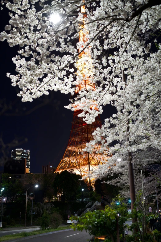 a lit up tree and street in front of a tall building