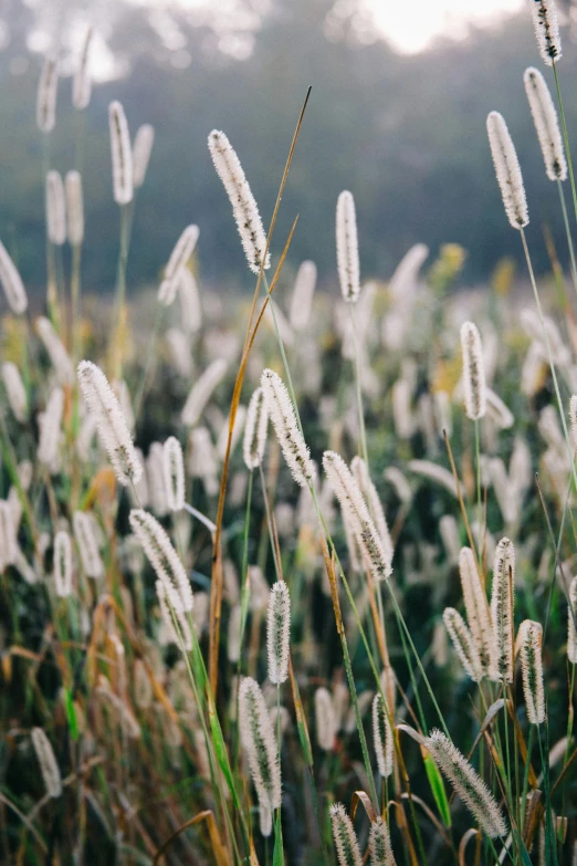 some tall white grass with a sky in the background