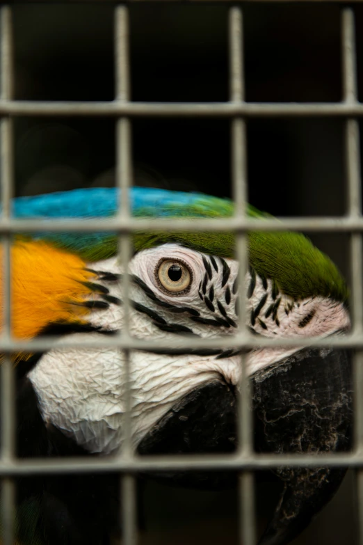 a close up of a colorful bird through a fence