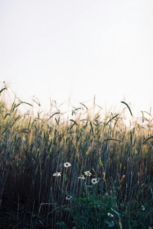 white flowers in the middle of an open field