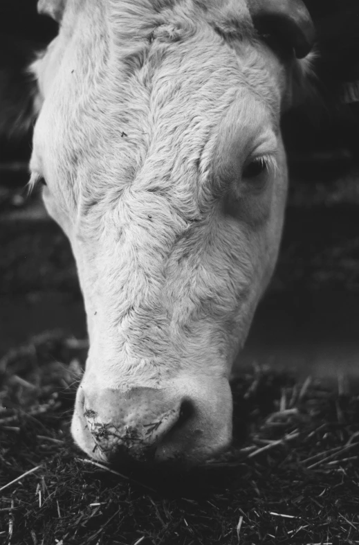 close up on a horse face in the pasture