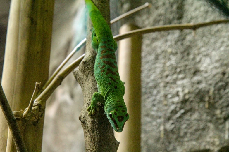 a green lizard climbing up a tree