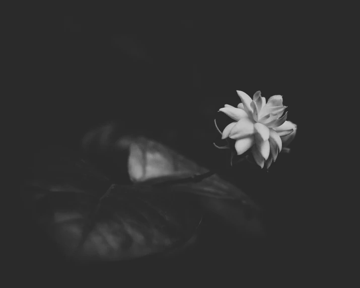 a black and white po of a flower