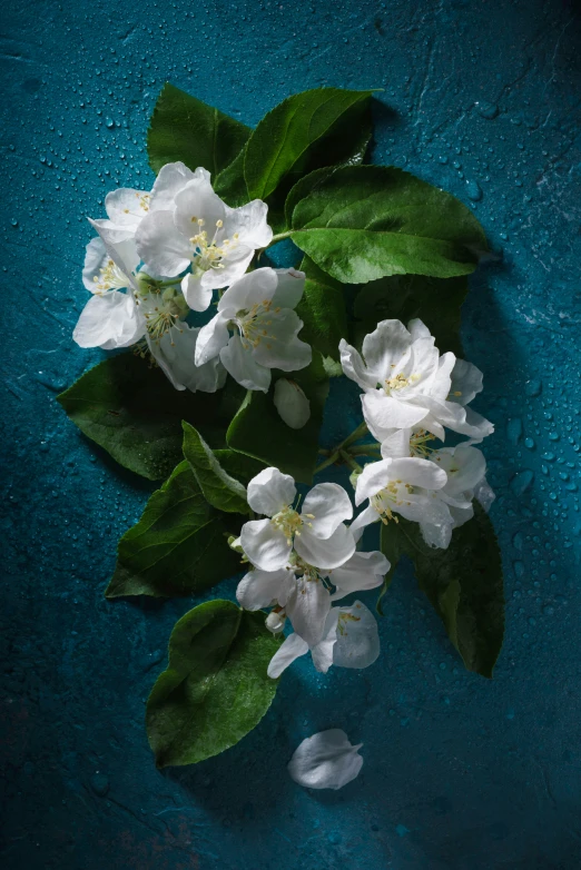 a closeup view of white flowers on green leaves