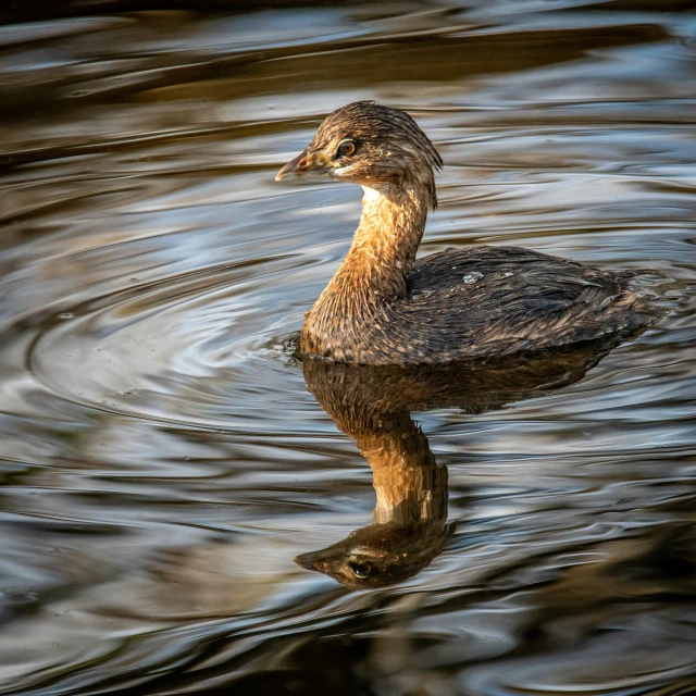 a brown duck with long neck and orange wings sitting in the water