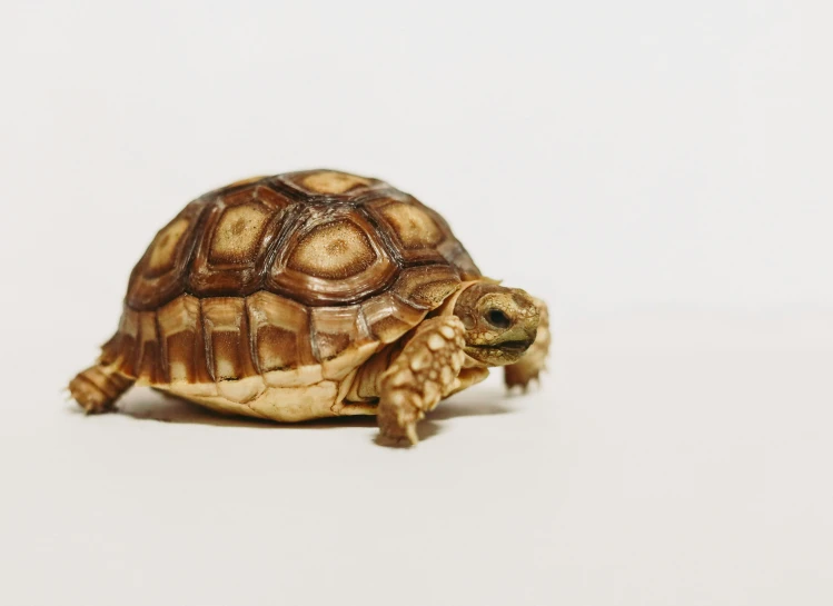 a large tortoise standing in a white room