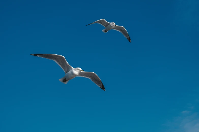 the two seagulls are flying in the blue sky