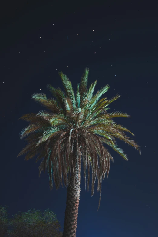 a palm tree at night time under the starr sky