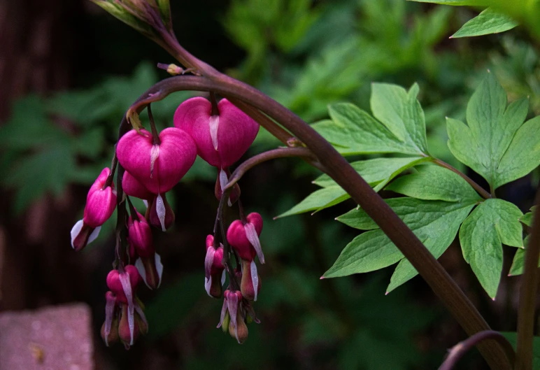 the tiny flowers and leaves are near one another