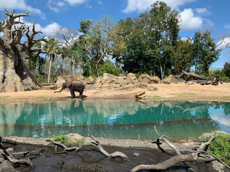 an elephant is standing next to a body of water