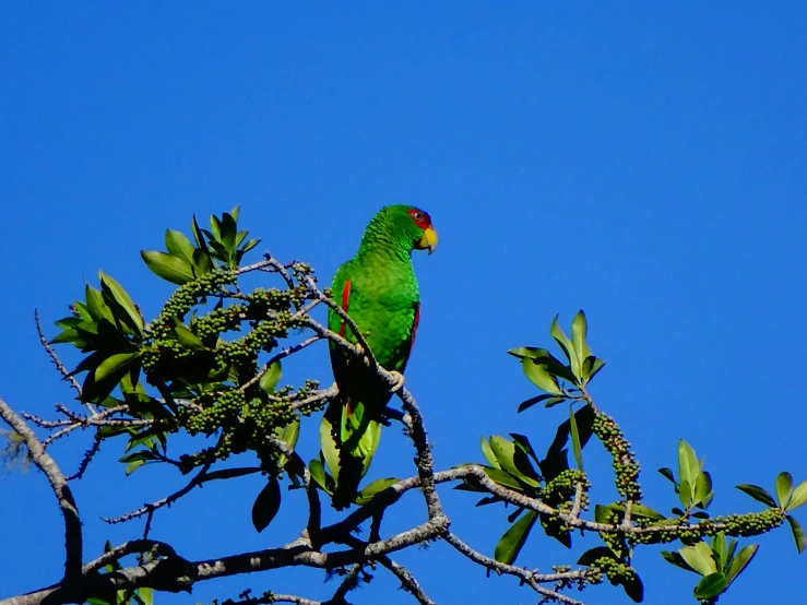there is a green parrot on the tree nch