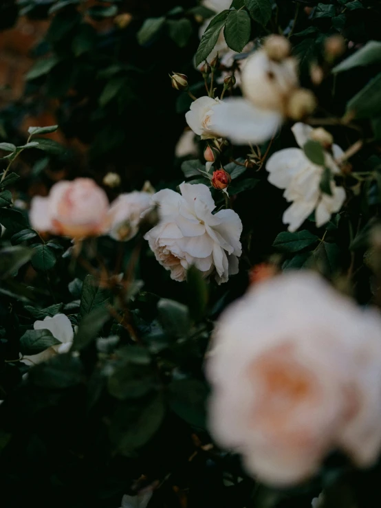 an abstract view of white flowers in the woods