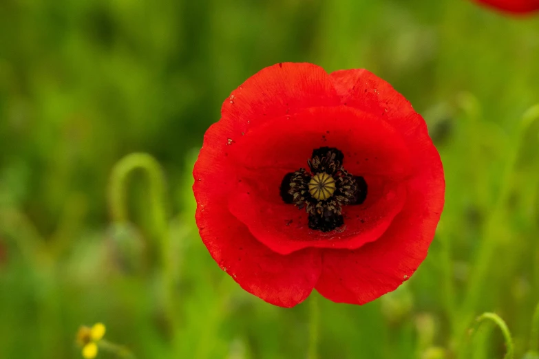 red flowers in front of green grass