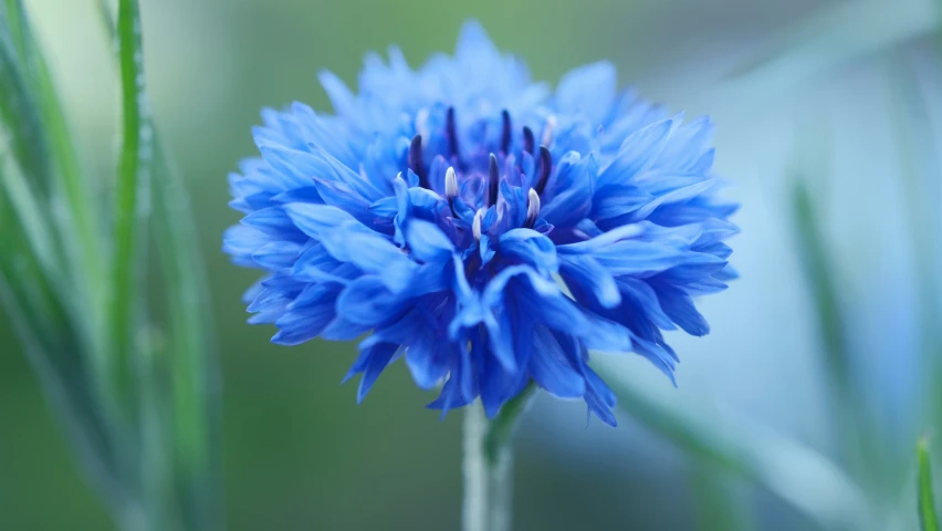 a blue flower is seen growing on a stalk