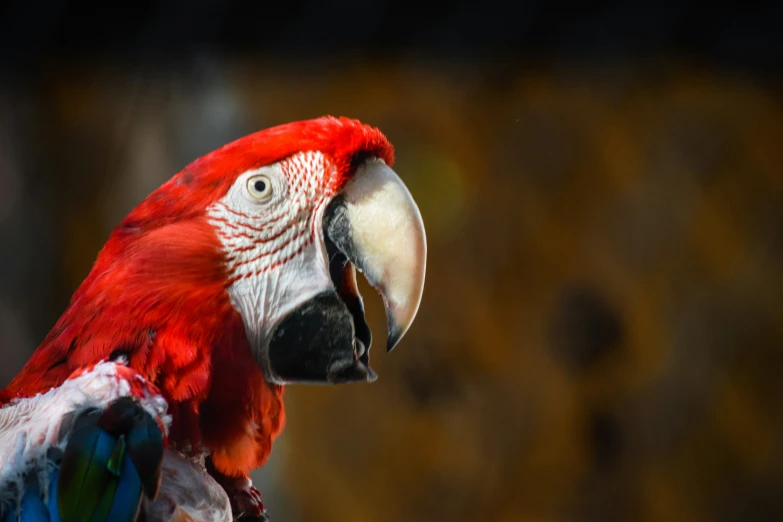 a red and white parrot sitting in a cage