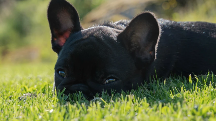 a black dog lies down in the grass