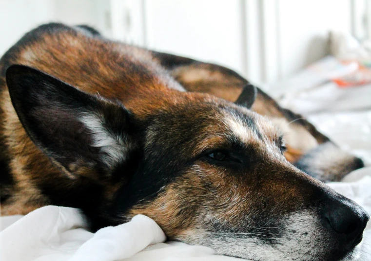 a dog lays on the bed near pillows