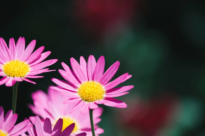 several bright purple flowers with yellow centers in a room