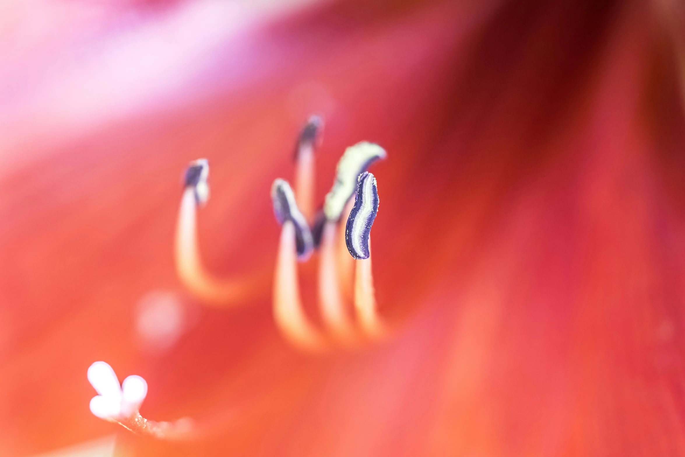 close up of the inside of an orange flower