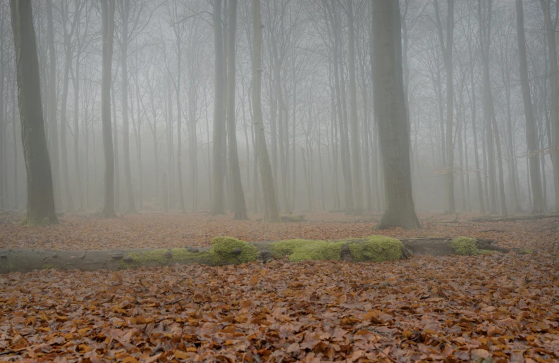 a foggy, autumn forest with tall trees and brown leaves