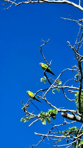 two yellow birds sit in the nches of a tree