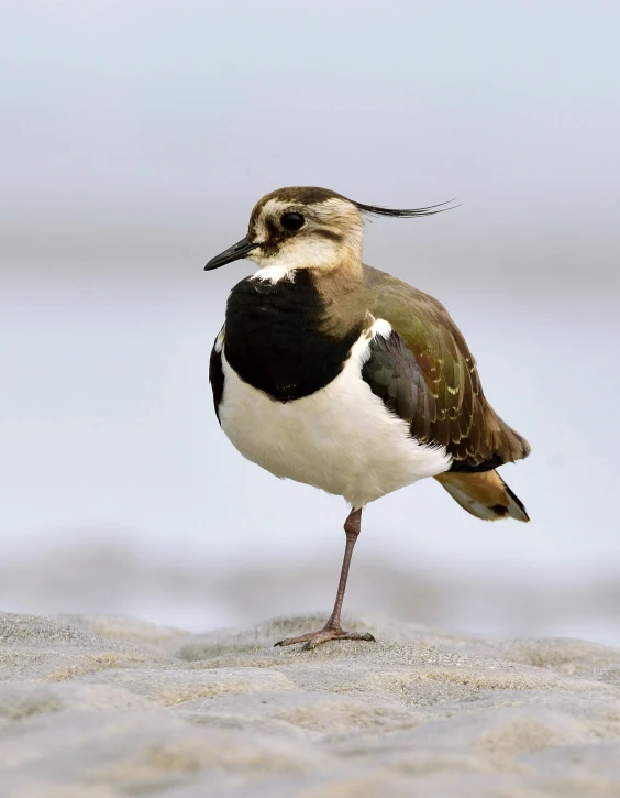 a bird stands on the sand at a beach