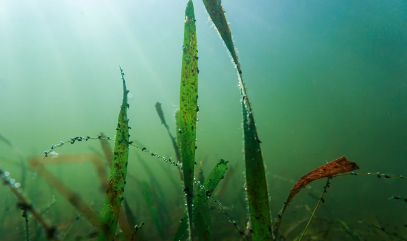plants with water and sunbeams on the surface of water
