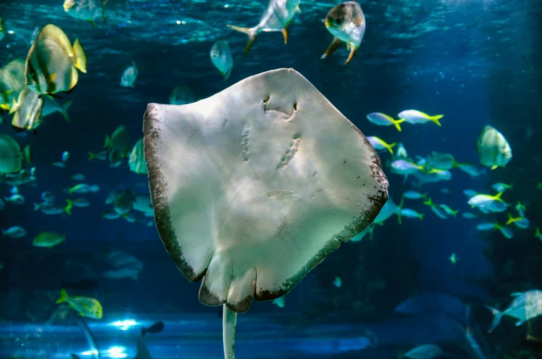 a group of fish swimming over an ocean floor