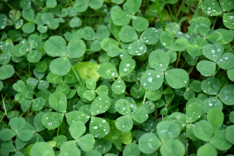 several leaves that are next to each other with water drops on them