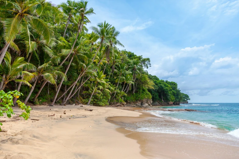 a beach is lined with lots of palm trees