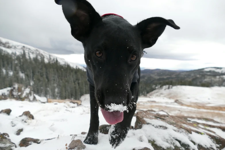 a large black dog standing in the snow