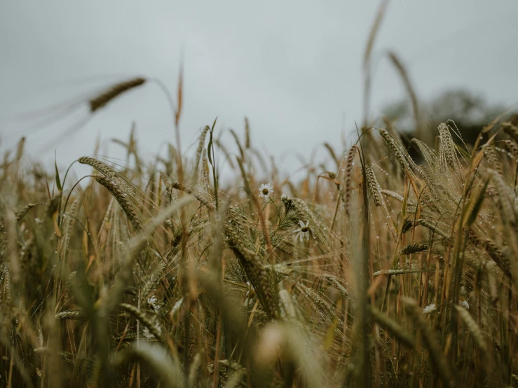 a close up of grain growing in a field