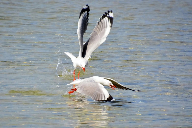 a white and black seagulls in the water eating