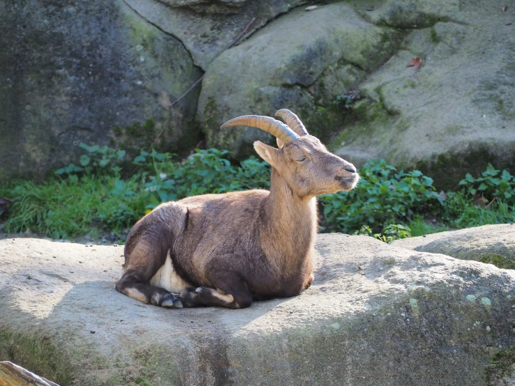 a long horned goat laying on a rock