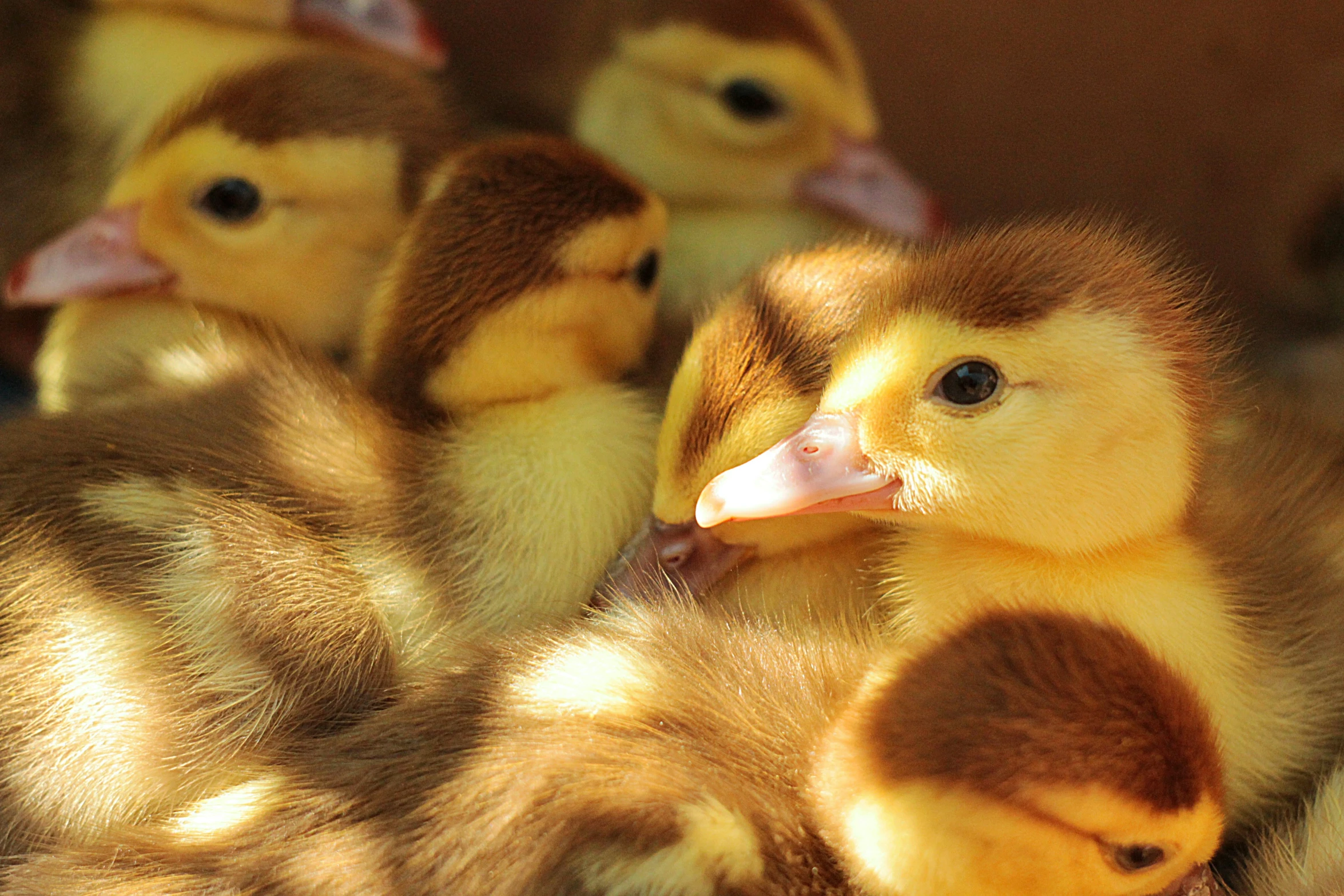 several brown and white baby ducks laying in front of one another