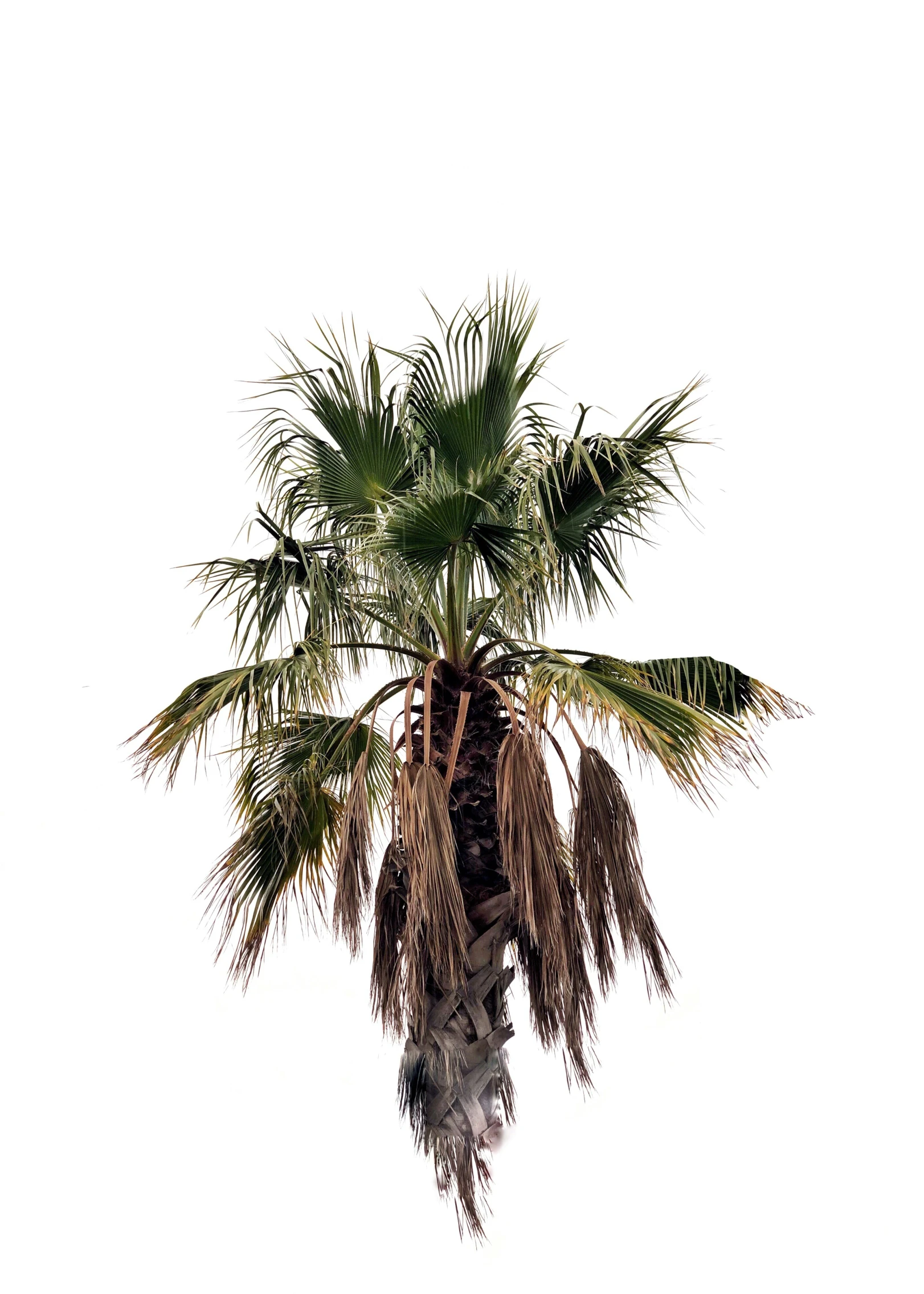 a palm tree with several leaves is shown