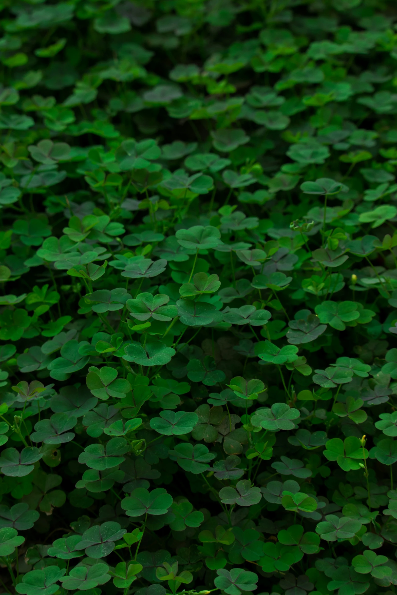 many leaves and other green vegetation in a field