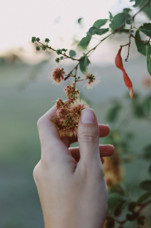 a hand is holding small, red berries on a tree nch