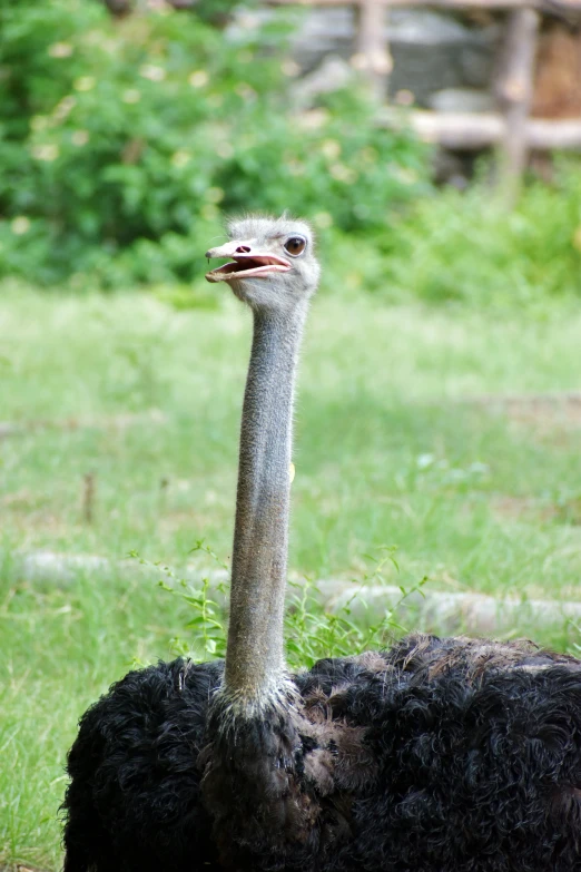 an ostrich stands in grass and looks at the camera