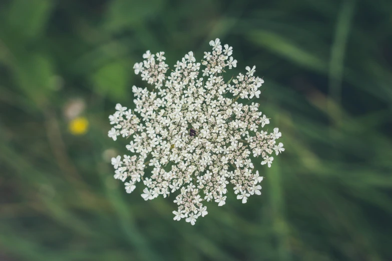 a small group of flowers with several petals sitting on a flower stem