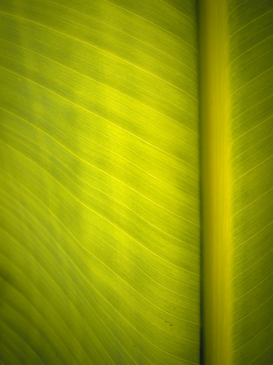 this green background shows the soft lines of the leaves