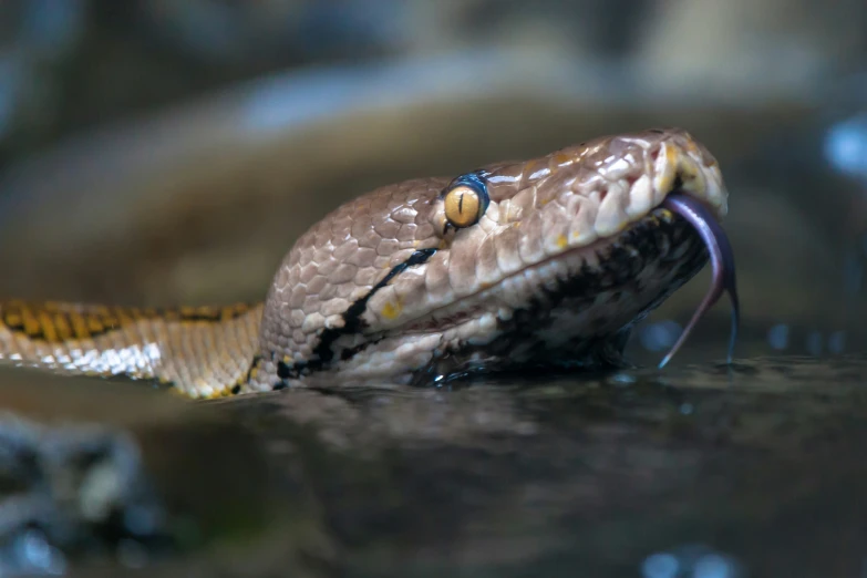 a close up of a snake with its tongue out