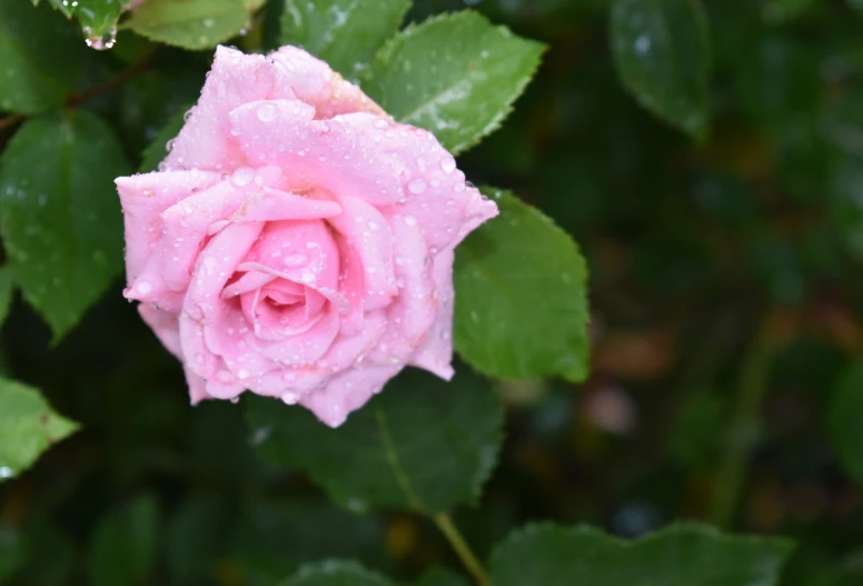 a pink flower with a lot of water on it