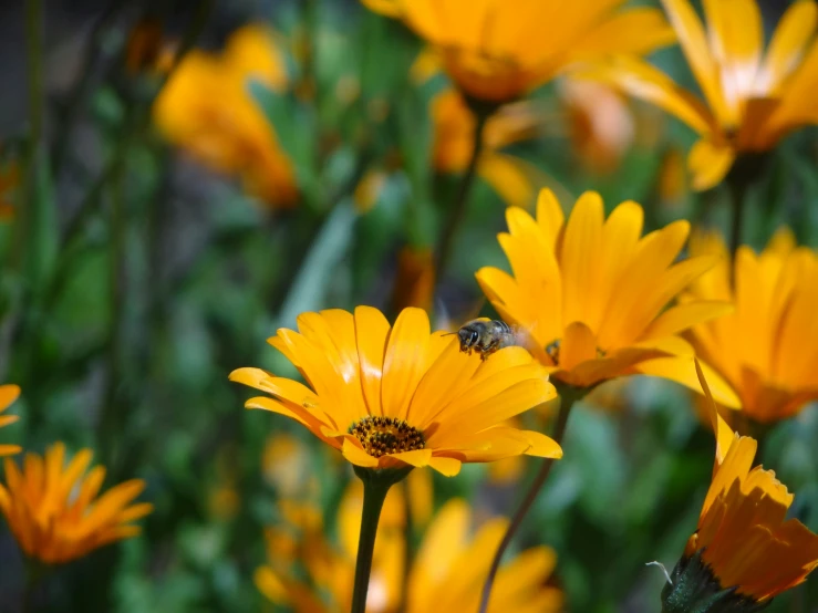 the insect on the yellow flowers is taking off