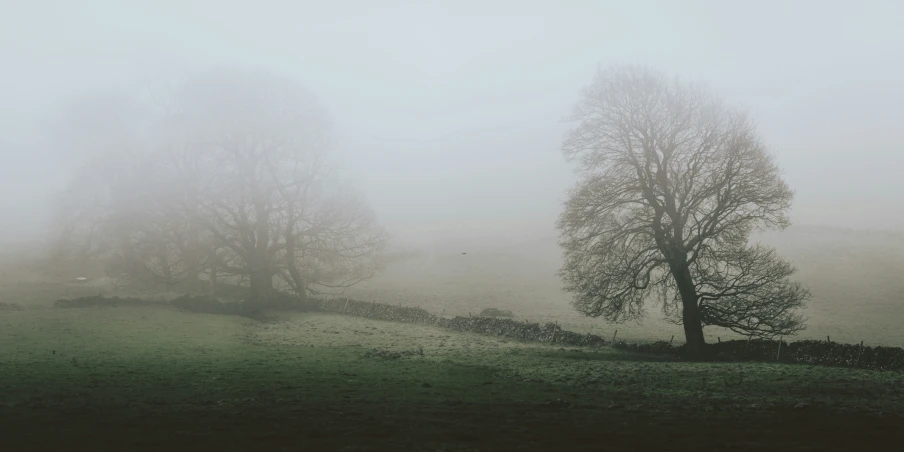 there are trees on a foggy hill