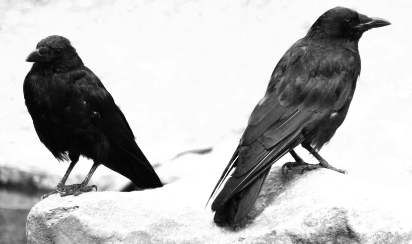two black birds are sitting on a rock