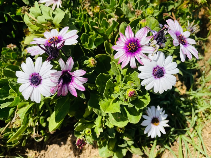 some flowers that are in the dirt by itself