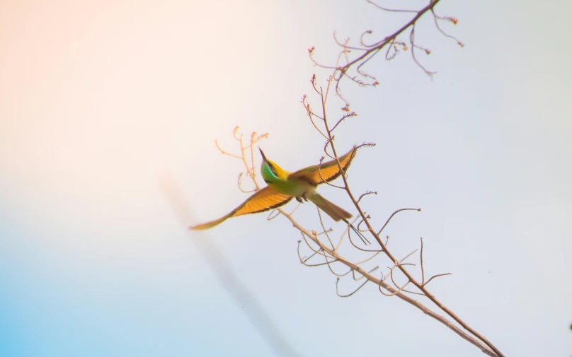 a bird that is perched up on a nch