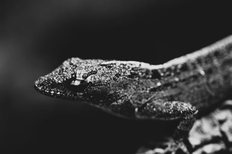 a close up po of an alligator in black and white